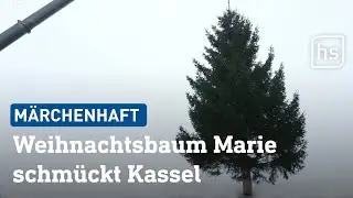 Fichte Marie auf dem Weg zum Kasseler Weihnachtsmarkt | hessenschau