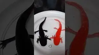 Axolotl 🦎 are going extinct&hellip;