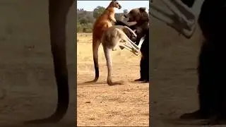 Bear Grabs a Kangaroo Until Mom Steps In with Powerful Kicks!