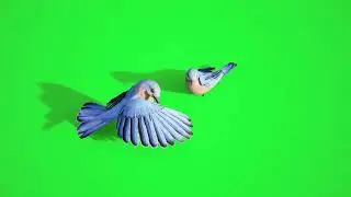 Bird Green Screen Video || Green Screen || Chroma Key || Content For Creators