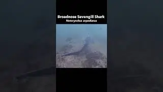 Broadnose Sevengill Shark encounter