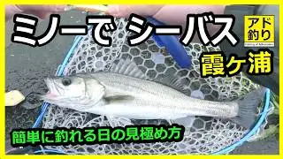 アド釣り) 霞ヶ浦のシーバスをミノーの早巻きで釣る動画、イージータイミング