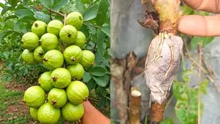 7 Tricks for Propagating Guava Trees , Making Liquid Organic Fertilizer