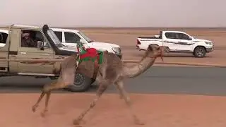 ش18قعدان مفاريد الجذاب ل مياح جريس الشمري