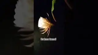 #youtubeshorts #youtubeviral #youtube #brahmakamalflower #rareflower #rare #rarebeauty