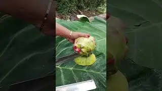 Red dragon fruit #videoviral