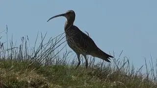 Eurasian Curlews, Forest of Bowland, UK