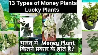 Top 13 Money Plant Varieties with Names / Top Pothos Varieties/ मनी प्लांट के पौधे