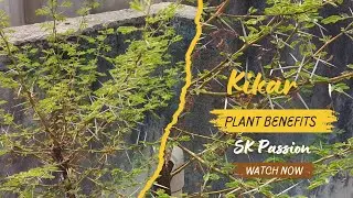 Kiker plant Benefits / Kikar plant key fayde  # organic #Kiker#youtube #SK Passion 