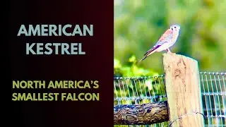 The American Kestrel - Iola Backyard Birding