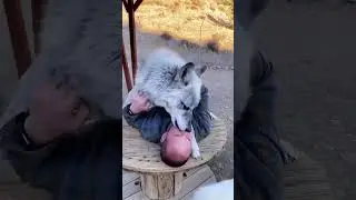 What wolf's do to their human best friend 🤣 #shorts #2022