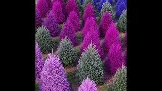 Find unique colorful Christmas trees at this N.J. farm!
