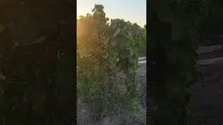 voltiando pasa #california #agriculture #musica