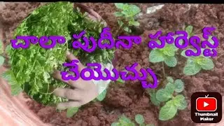 The best mint in your garden #the stopless growing journey of pudeena#sona garden 