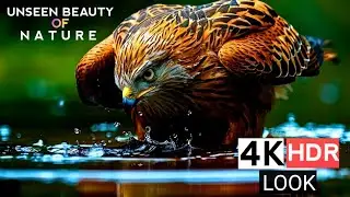 Unseen Beauty of Nature in 4k HDR Look | Cinematic Nature Video with Relaxing Music.