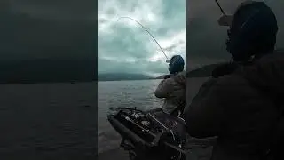 PESCO LUCIO en BANCO de pez pasto