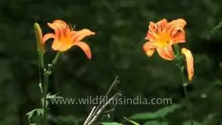 Spider makes web on Day lily plant