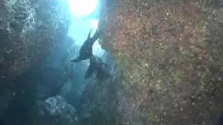 SEA LION DIVE - LOS ISLOTES BAJA