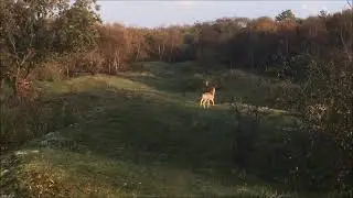 Vechtende herten in Oranjezon 2017