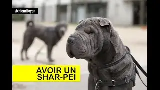 Avoir un shar-peï à Paris