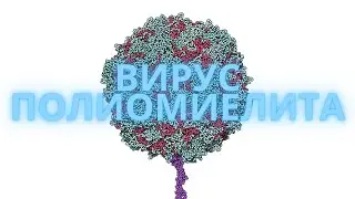 Полиовирус (Enterovirus C) - Полимиелит: Морфология, Цикл, Патогенез, Диагностика, Профилактика