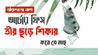 তীর ছুড়ে শিকার করে যে মাছ। আর্চার ফিস।তীরন্দাজ মাছ।Archer fish।তথ্যপর্ব।