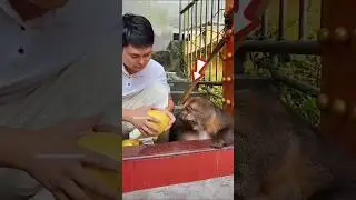 Monkey&rsquo;s Golden Surprise 😱 | You Won&rsquo;t Believe What&rsquo;s Inside! #shorts
