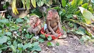 Baby Monkeys with Dogs Adorable Interactions Best Clips #monkeylove #monkeyvideo #monkeydluffy
