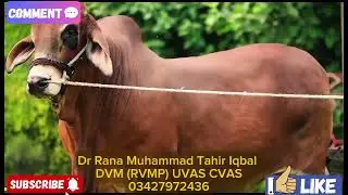 #Beauty of Brahman Bulls #Meat Breed #Indian Native Breed #American Brahman