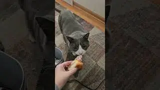 Will he eat a ham Sammich? #cat #whatheidisees #ham #sandwich