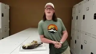 Meet the Species: Peregrine Falcon