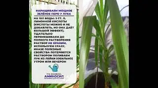 перо у лука #урожай #дачныесоветы #лук