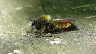 Лафрия рыжая ( Laphria flava )