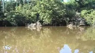 latrobe river Jan 2011 (3)