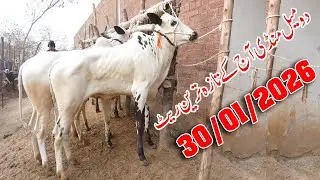 Today Domail Mandi Fatehjang Rate&rsquo;s update30/Jan.2026-Part01Sunny Video Fateh Jang Cow Mandi 2026