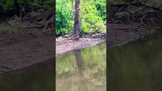 Bayou Voices #explore #wildlife #nature #louisiana