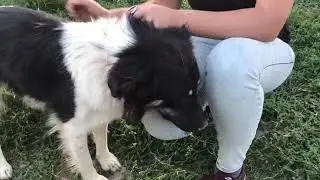 Hundehilfe Russland - Mischel, Kazan