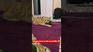 Natkhat billa cute male cat #animallife #cuteanimal #cutecat #cute #kitty #billu #billa