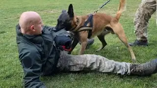 BELGIAN MALINOIS MILITARY WORKING DOG TRAINING POLICE K9 BITEWORK PROTECTION EXTREME