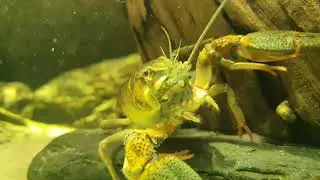 River Biotope Aquarium, Wasserschildkröte, Regenbogen Elritze, Flusskrebs, Rainbow Shiners