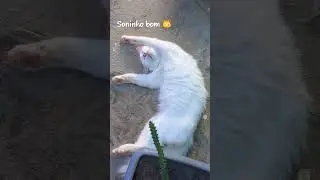 Gato dormindo 😴