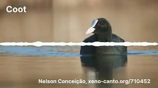 Coot call