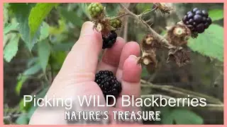 Picking WILD Blackberries