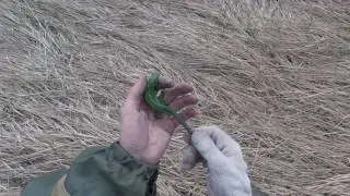 Зелёная ящерица / Green lizard