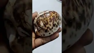 #goa tiger cowrie elephant