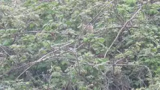 Moltoni's Warbler