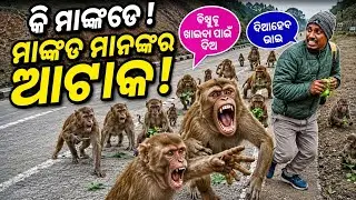 🔴Bonaigarh kasada!!makanda manaku dekhili!!  Mo biscuits khai dela !! deogarh..kasda jangala re