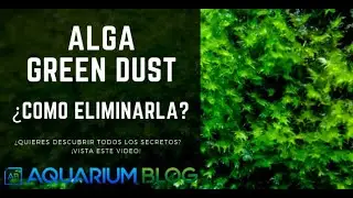 🚫 ALGA GREEN DUST.🚫  ¿COMO ELIMINARLA Y POR QUE APARECE?