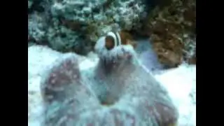 MUNDO SUBMERSO - PEIXE PALHA&Ccedil;O NA AN&Ecirc;MONA CARPETE