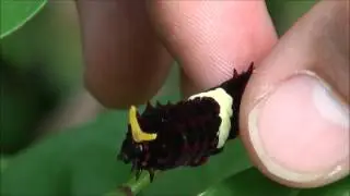 Caterpillar everts osmeterium